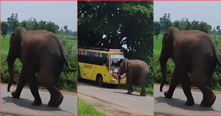 Elephant Attacks Bus in Andhra Pradesh: Creates Panic Among Passengers A wild elephant went on a rampage on a highway in Andhra Pradesh's Parvathipuram Manyam district, blocking the road and creating panic among people.
